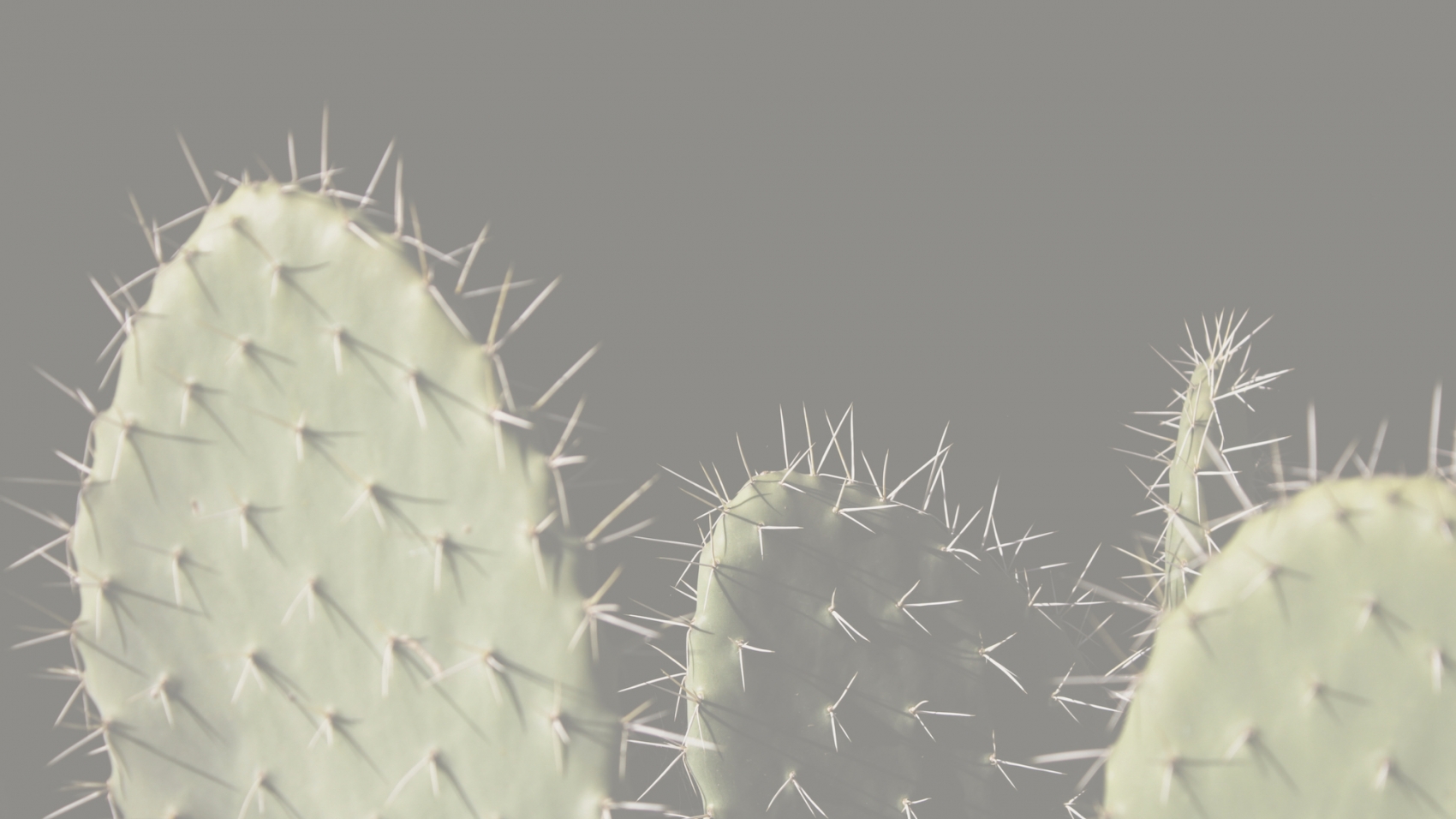cactus header
